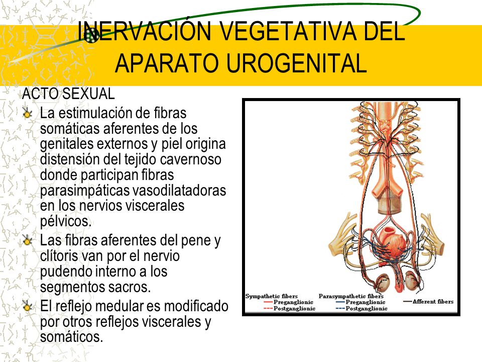 nervios del pene